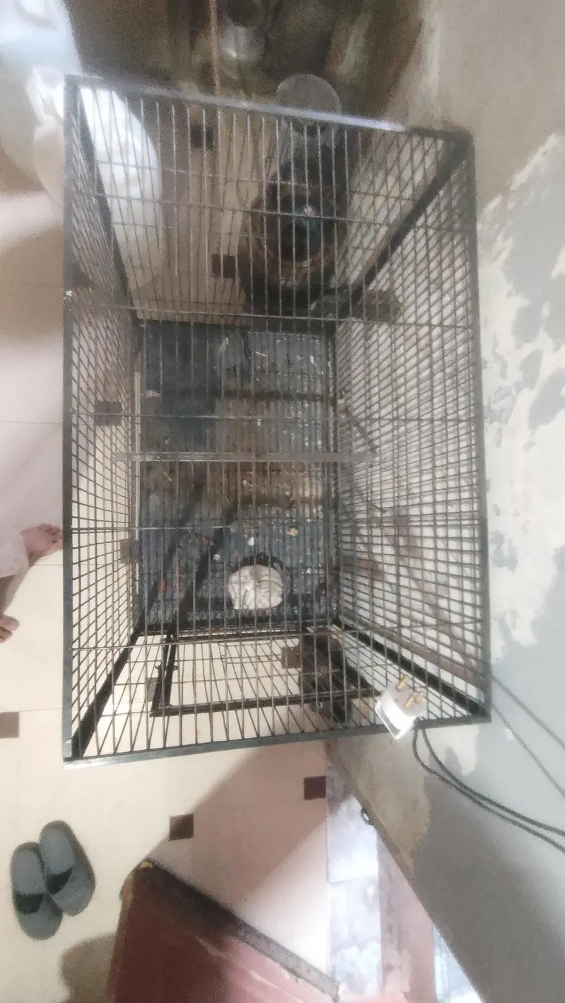 birds cage — photo 3