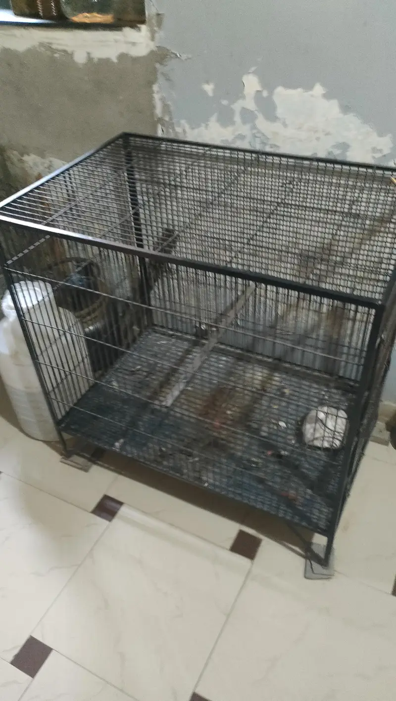 birds cage — photo 4