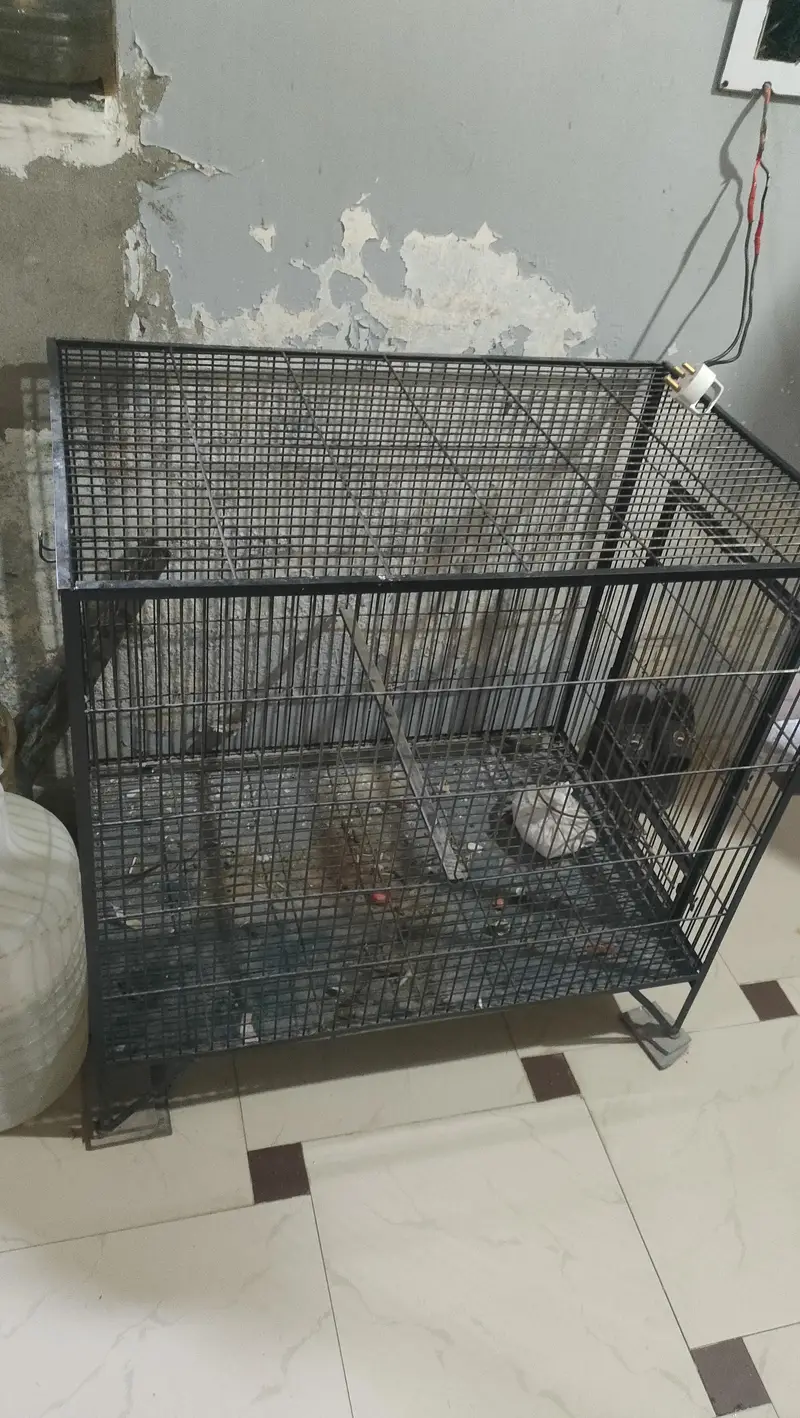 birds cage — photo 5
