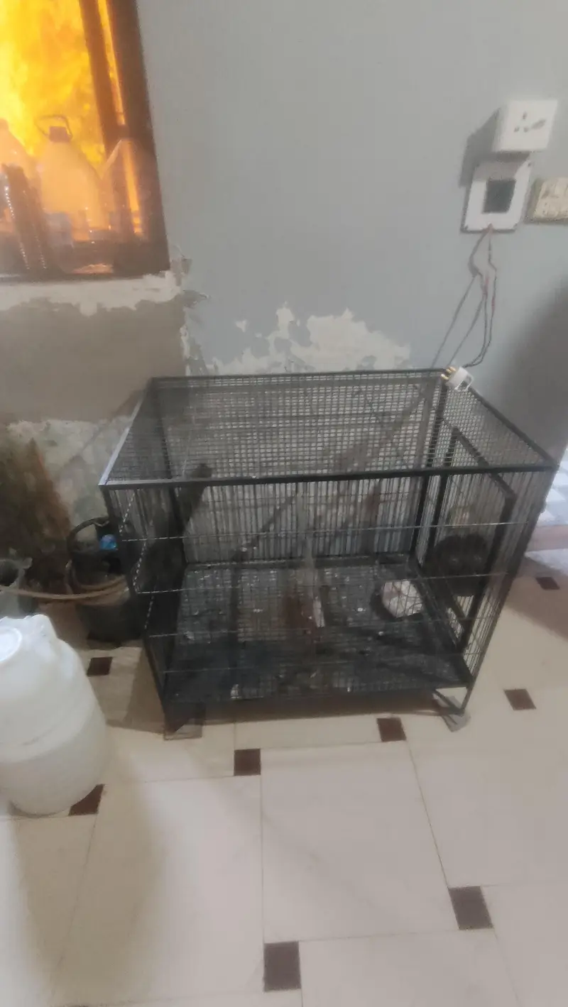 birds cage — photo 6