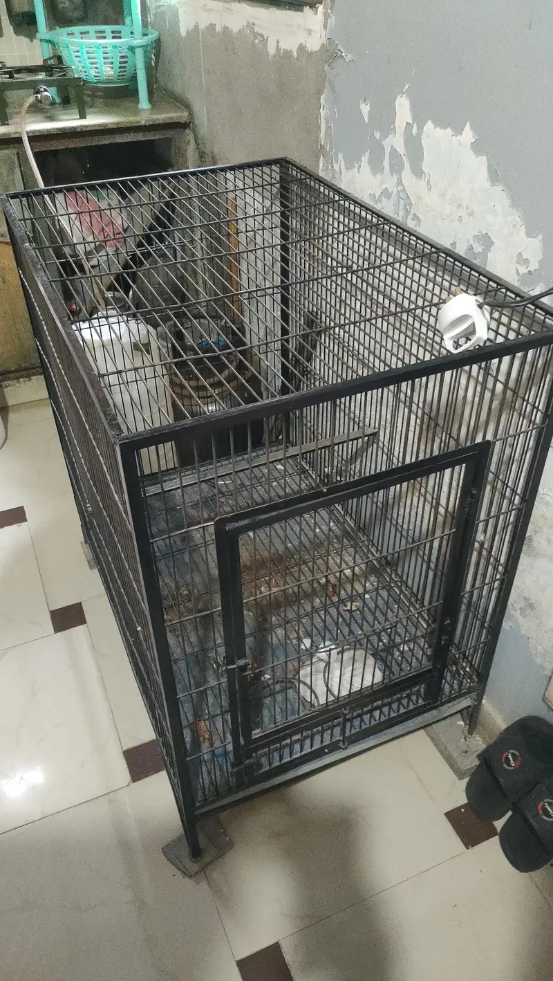 birds cage — photo 7