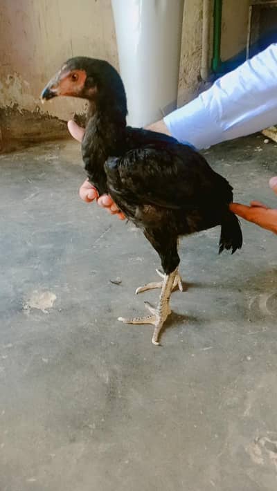 Imported Thai Murga or pure Pakistani murgi ki pathi ha
