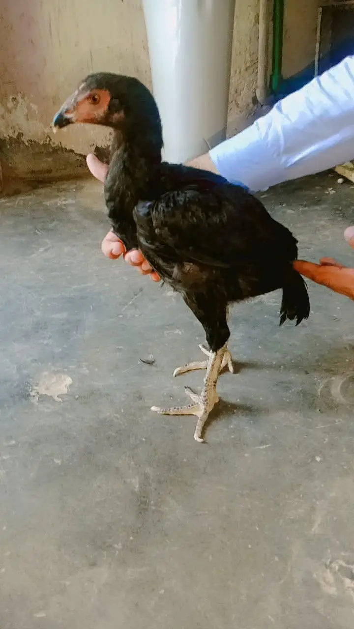Imported Thai Murga or pure Pakistani murgi ki pathi ha — photo 4