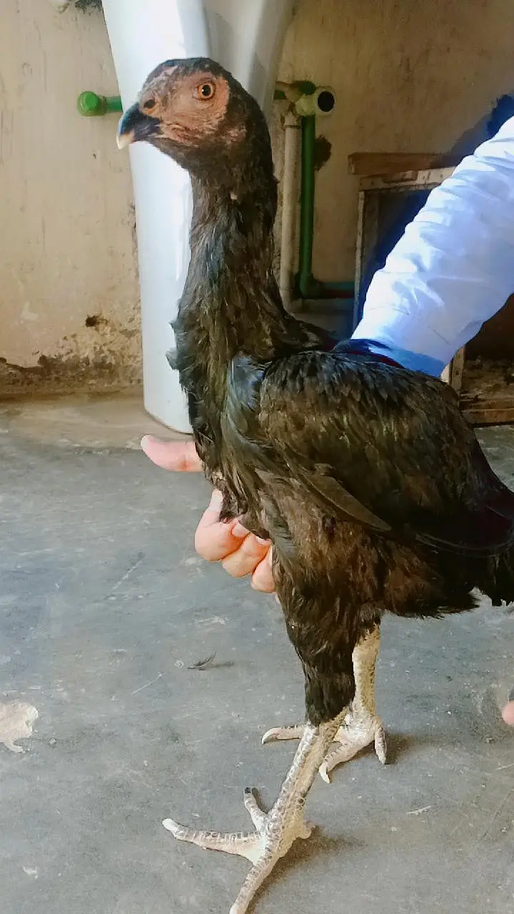 Imported Thai Murga or pure Pakistani murgi ki pathi ha — photo 5