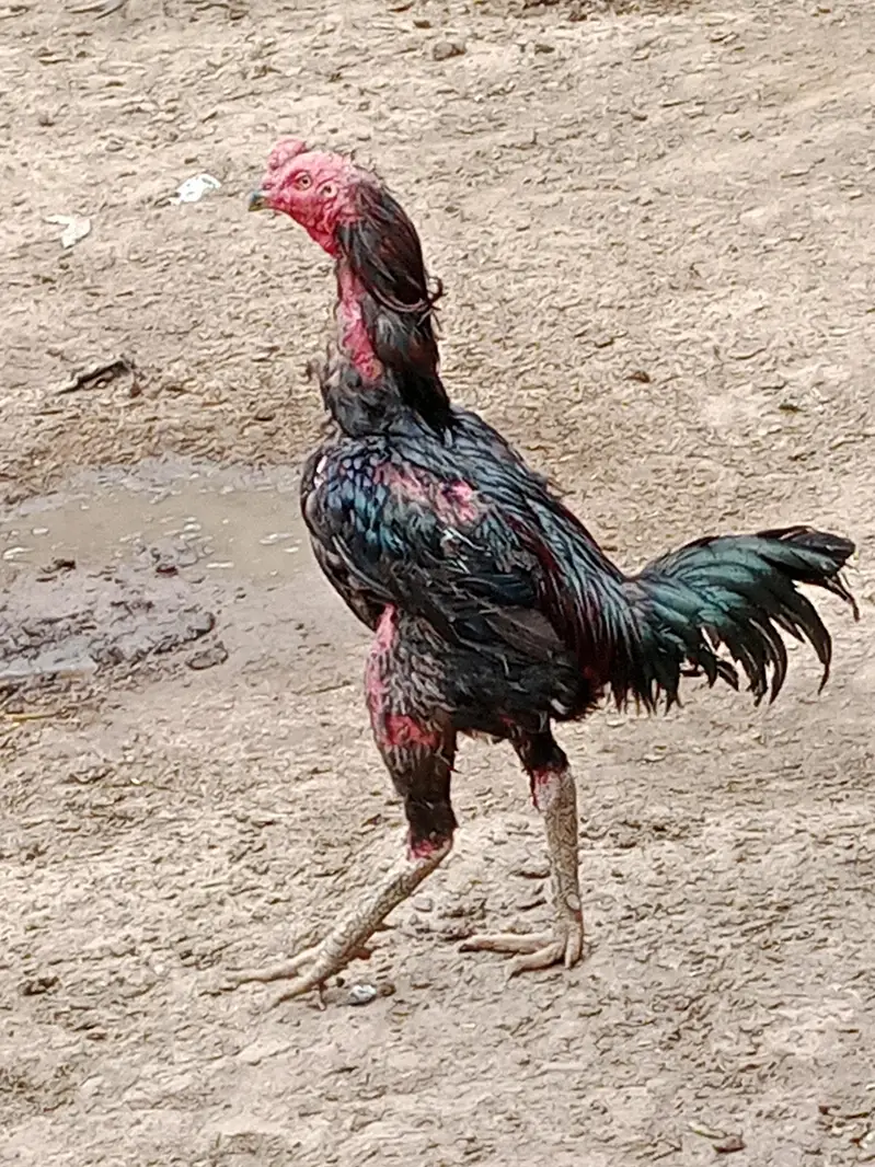Imported Thai Murga or pure Pakistani murgi ki pathi ha — photo 6