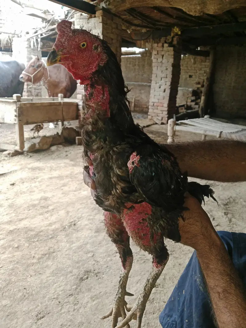 Imported Thai Murga or pure Pakistani murgi ki pathi ha — photo 7