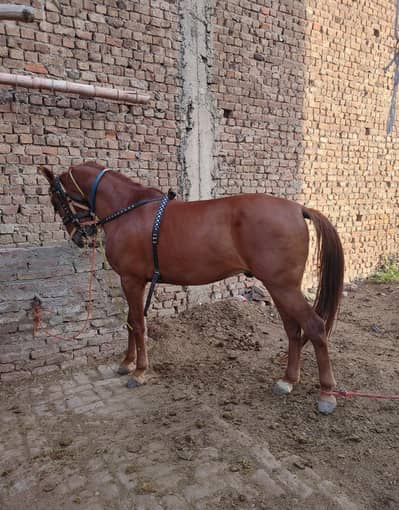 Beautiful Desi Horse for Sale | Excellent Nezabaz and Riding Horse