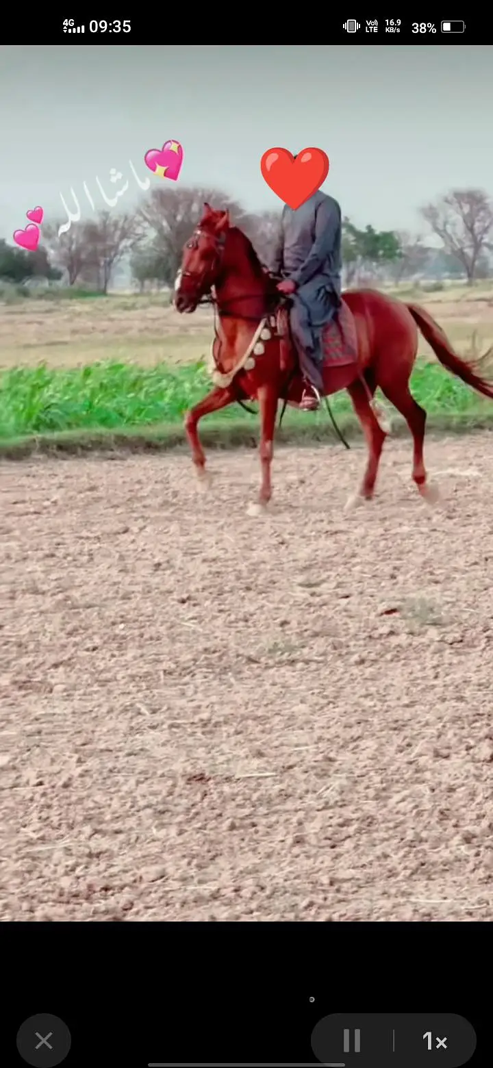 Beautiful Desi Horse for Sale | Excellent Nezabaz and Riding Horse — photo 2