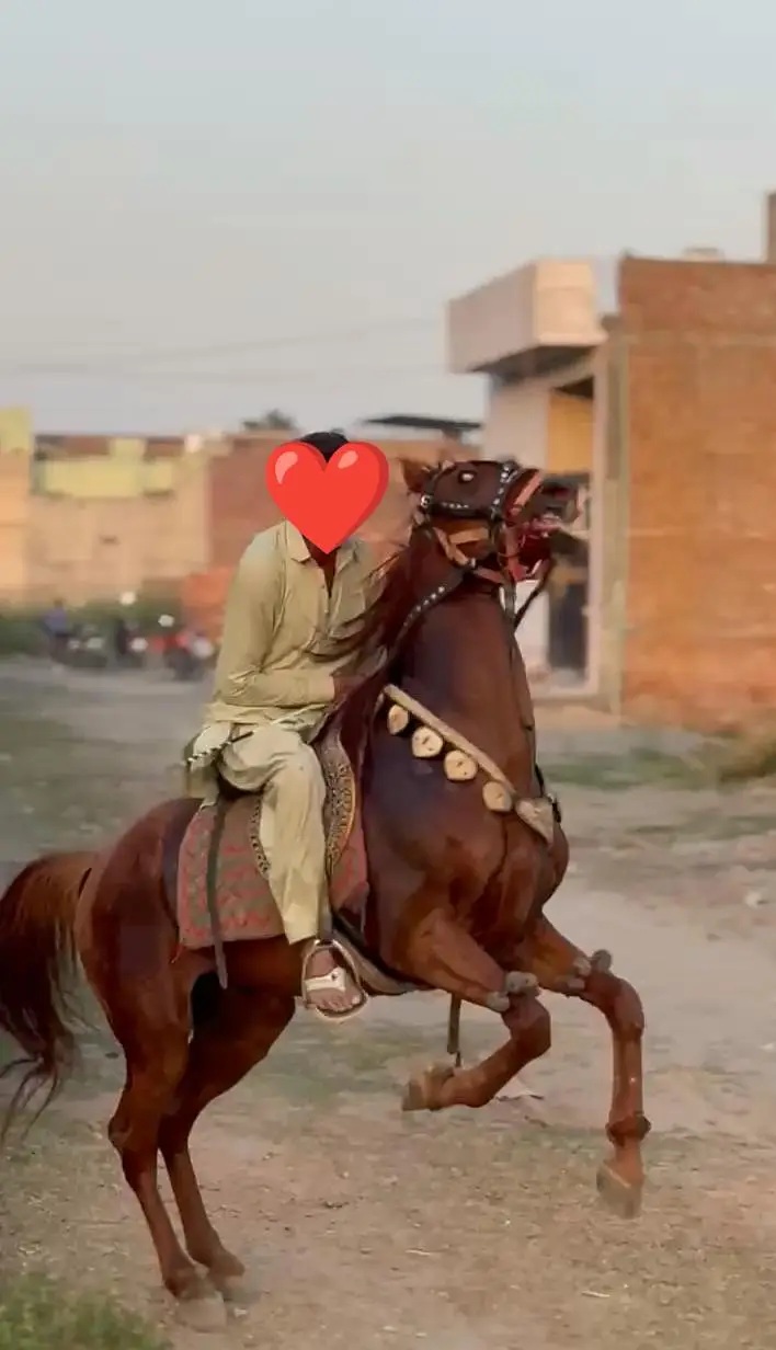 Beautiful Desi Horse for Sale | Excellent Nezabaz and Riding Horse — photo 3