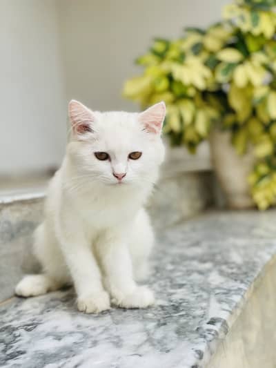 Beautiful female kitten