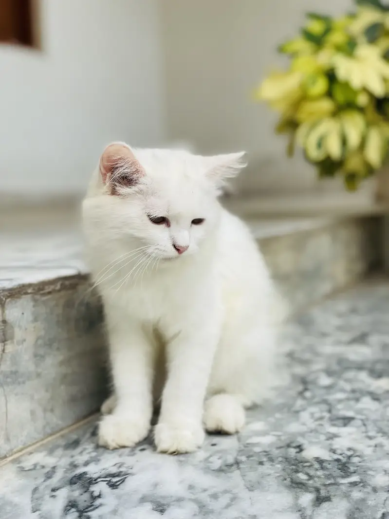 Beautiful female kitten — photo 2