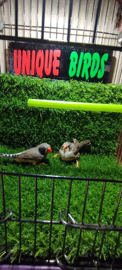 Zabra Finch Pair