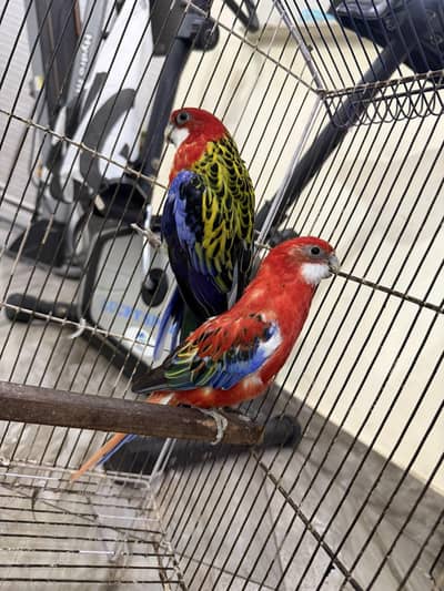 rosella breeder pair 100 percent confirm