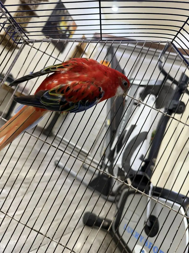 rosella breeder pair 100 percent confirm — photo 2