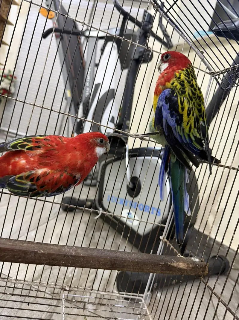 rosella breeder pair 100 percent confirm — photo 3