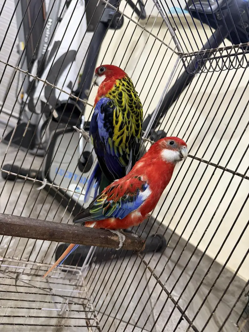 rosella breeder pair 100 percent confirm — photo 4