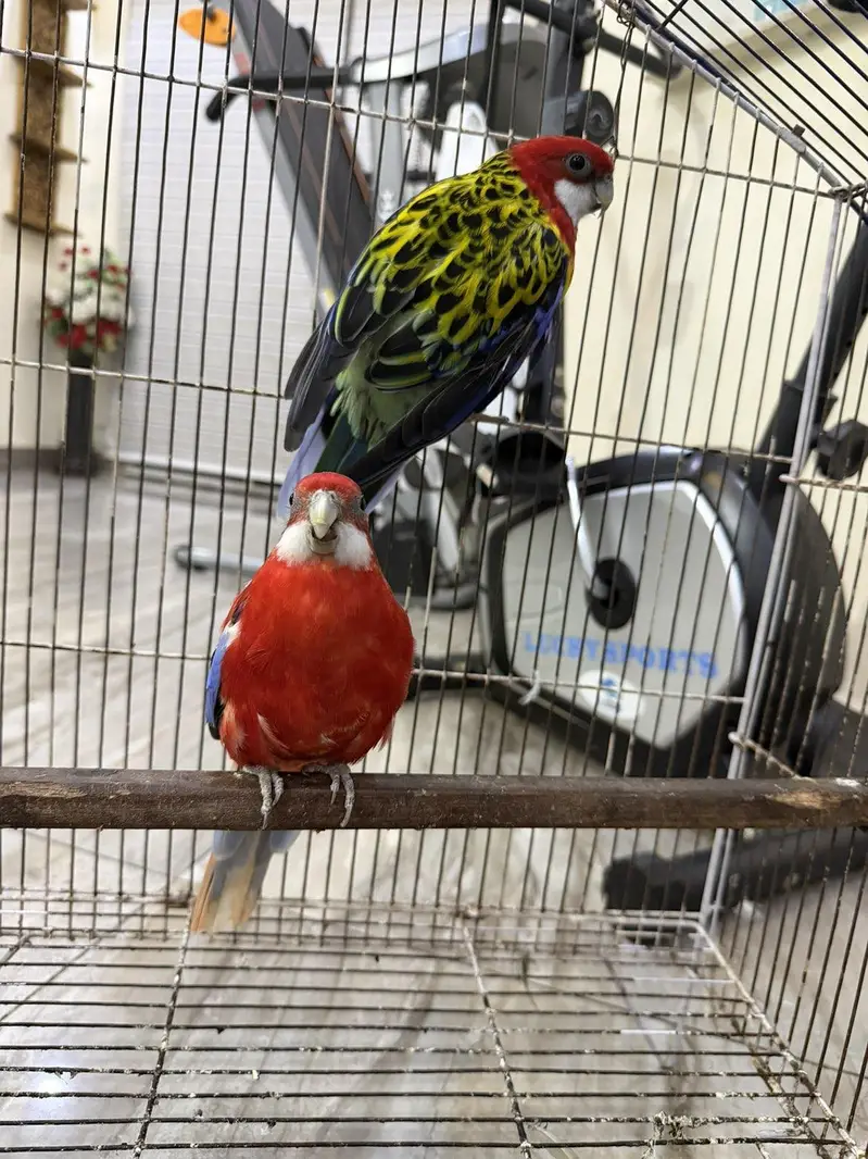rosella breeder pair 100 percent confirm — photo 5