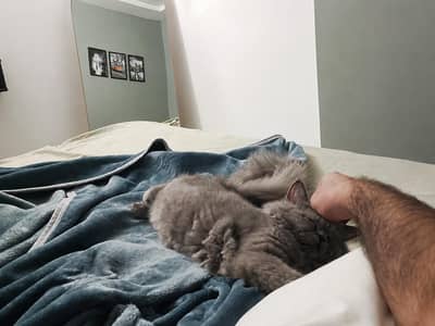 British Long Hair female cat