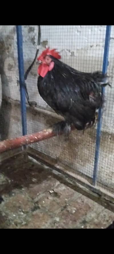 Black bantam breeder males