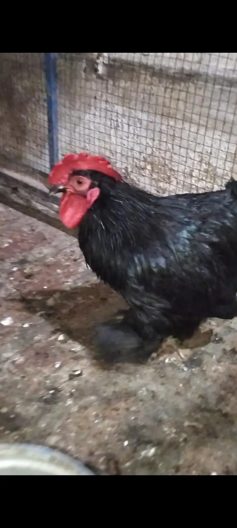 Black bantam breeder males — photo 2