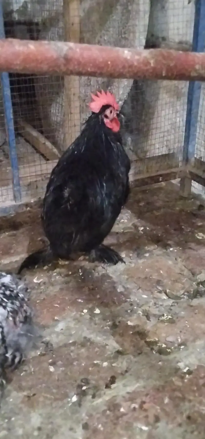 Black bantam breeder males — photo 3