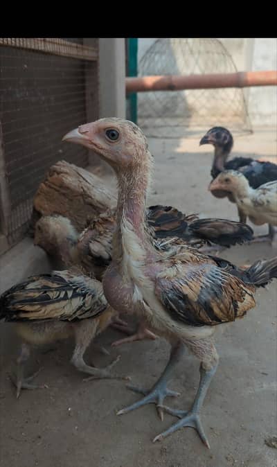 burmi+veit+sindhi chicks/burmi chicks/veit chicks/Thai chicks/aseel