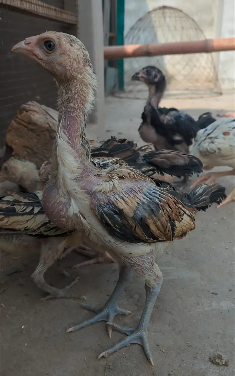 burmi+veit+sindhi chicks/burmi chicks/veit chicks/Thai chicks/aseel — photo 2