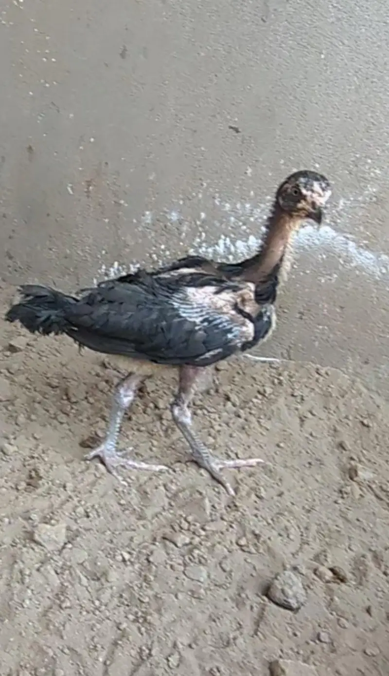 burmi+veit+sindhi chicks/burmi chicks/veit chicks/Thai chicks/aseel — photo 3