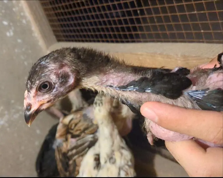 burmi+veit+sindhi chicks/burmi chicks/veit chicks/Thai chicks/aseel — photo 5