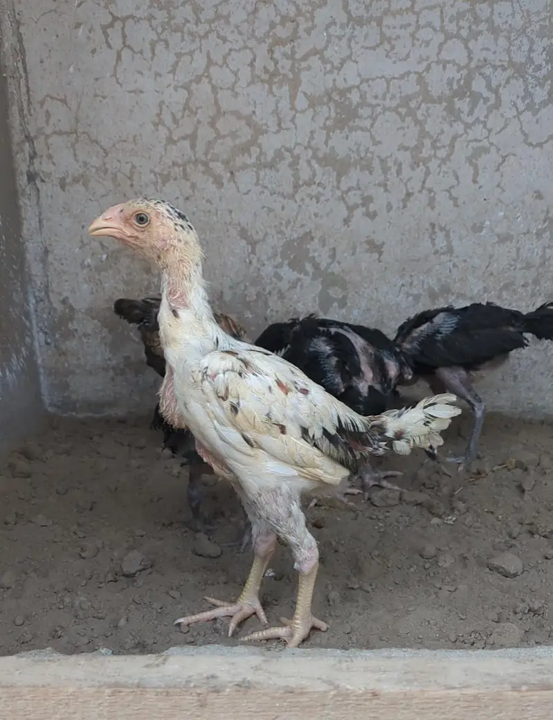 burmi+veit+sindhi chicks/burmi chicks/veit chicks/Thai chicks/aseel — photo 6