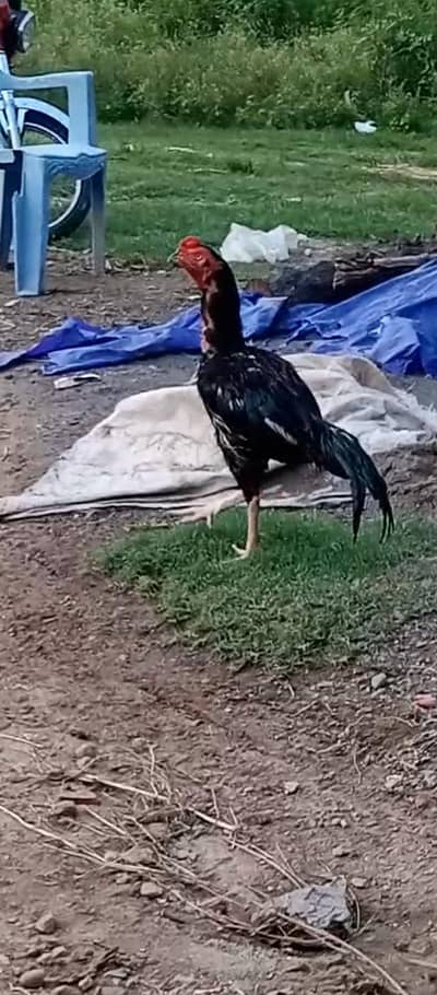 aseel patha for sale