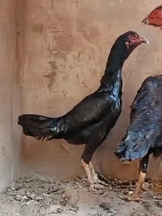 burmi+veit+sindhi chicks/burmi chicks/veit chicks/Thai chicks/aseel — photo 7
