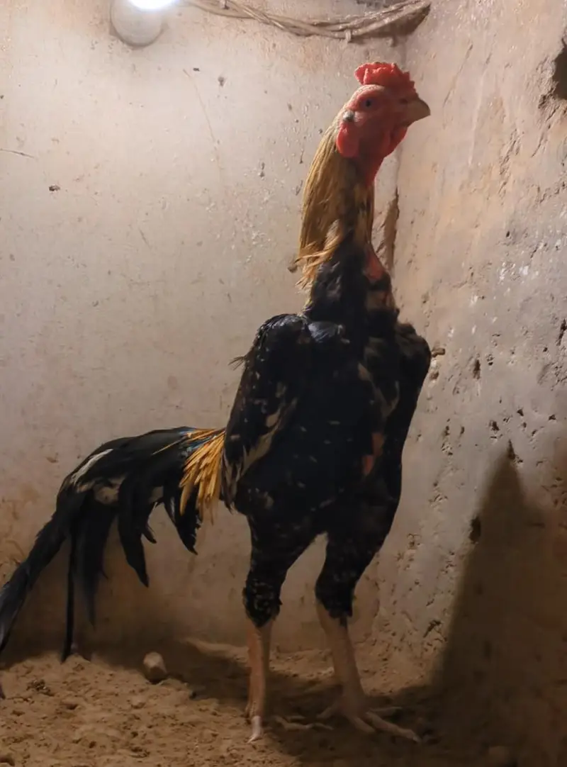 burmi+veit+sindhi chicks/burmi chicks/veit chicks/Thai chicks/aseel — photo 8