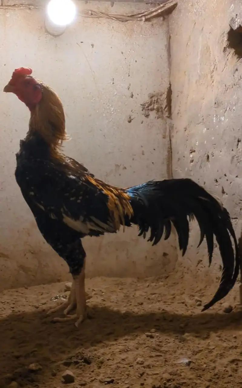 burmi+veit+sindhi chicks/burmi chicks/veit chicks/Thai chicks/aseel — photo 10