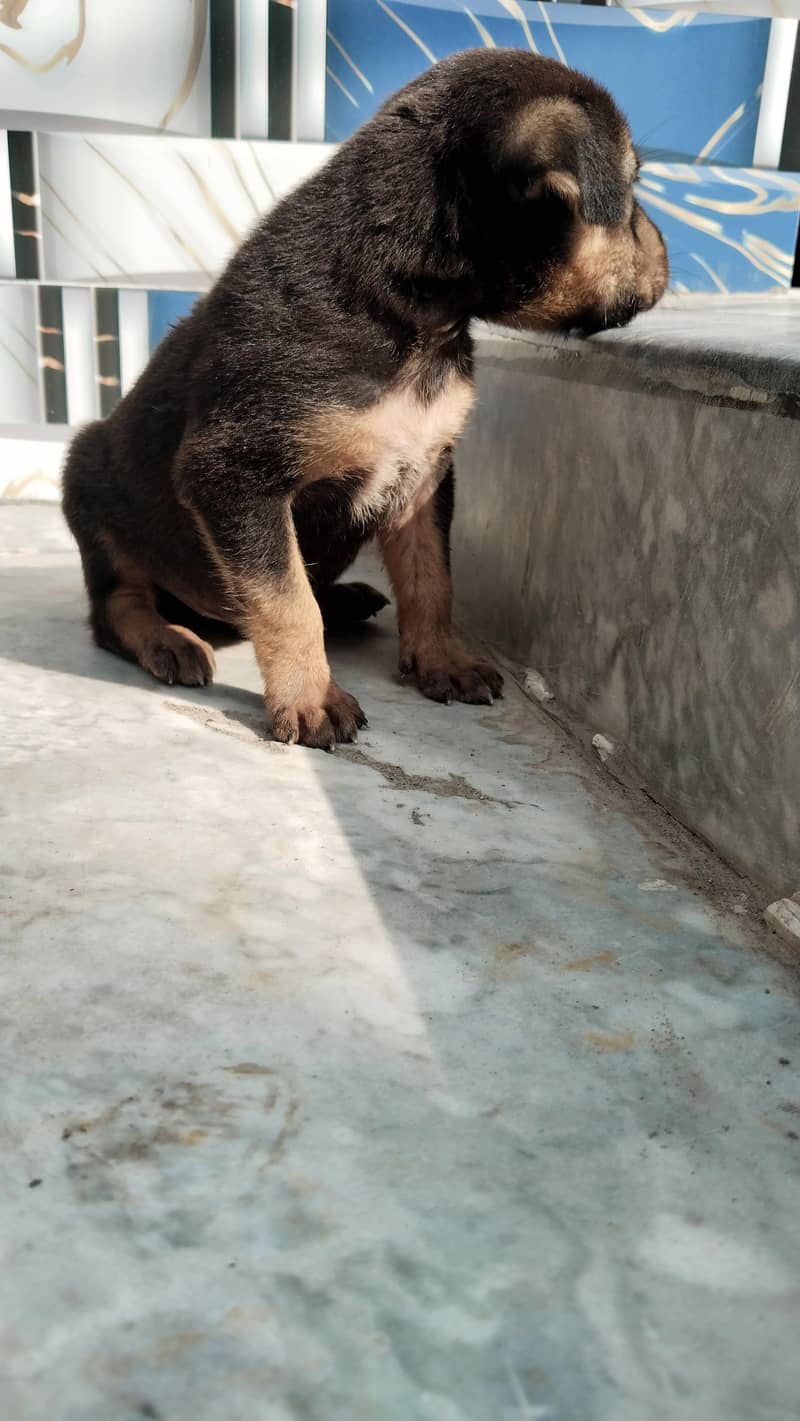 German Shepherd 0