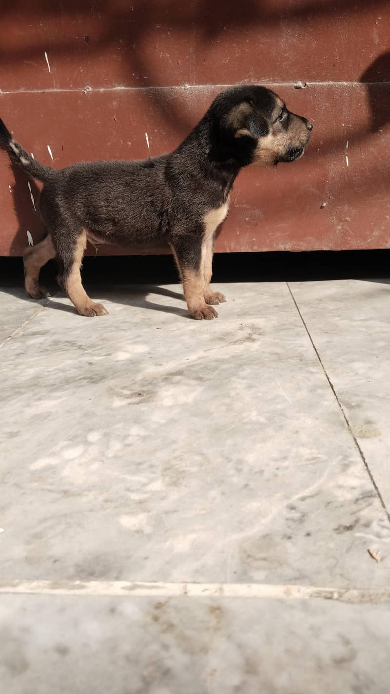German Shepherd 1
