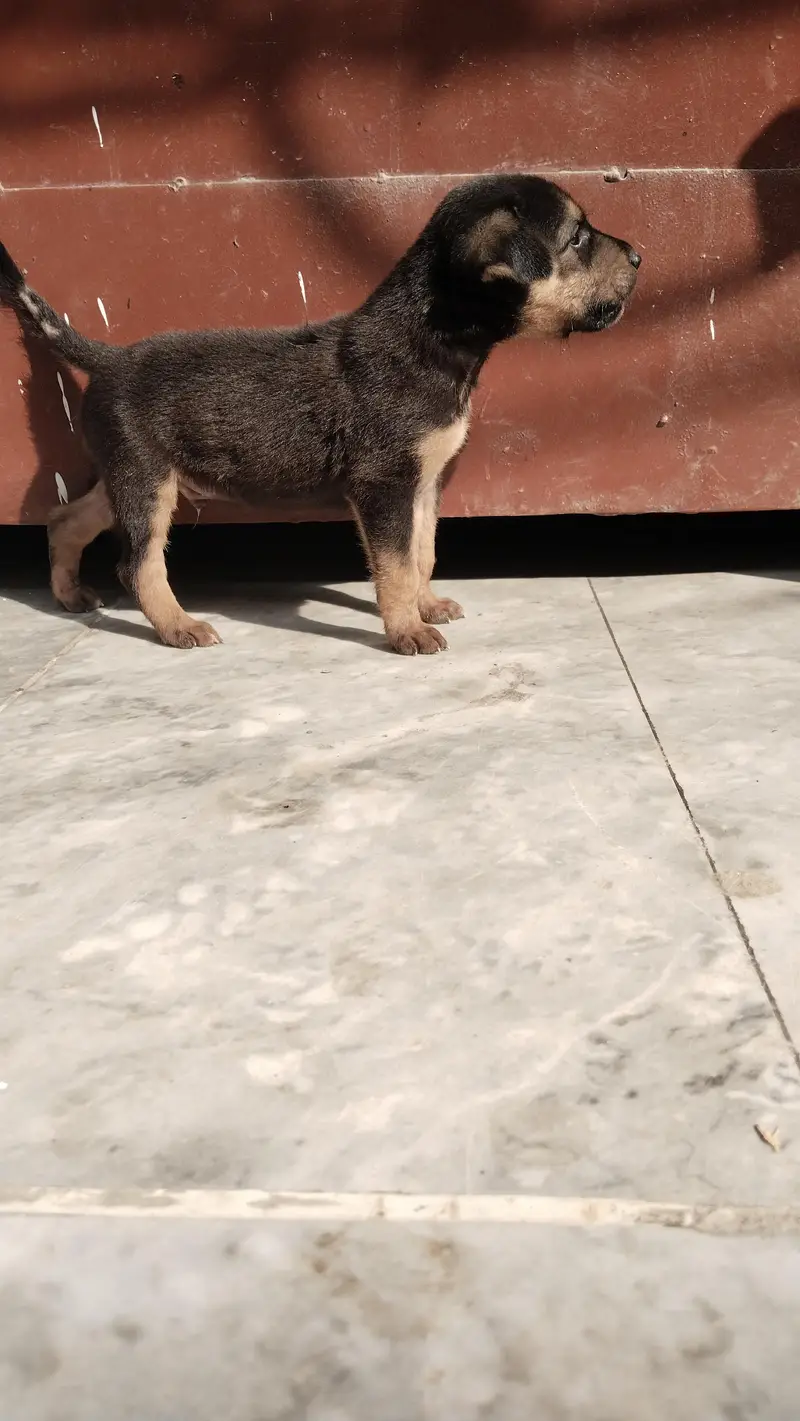German Shepherd — photo 2