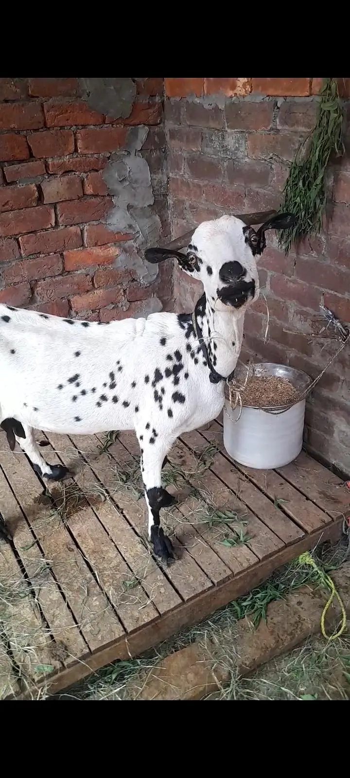dasi tadi bakri gaban — photo 2