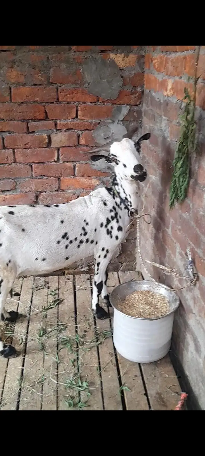 dasi tadi bakri gaban — photo 3