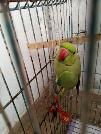 Indian Ringneck parrot