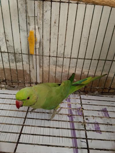 Indian Ringneck parrot