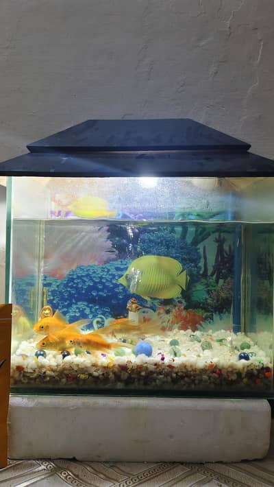 Aquarium & Fishes for sale