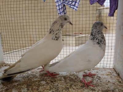 jhonsera kalduma pair for sale.