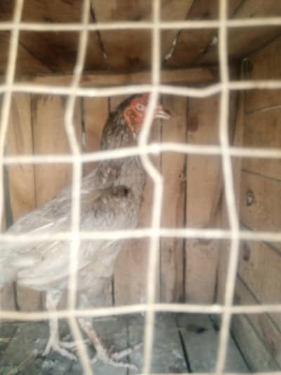 Sindhi bengum 2feet tall hen for sale