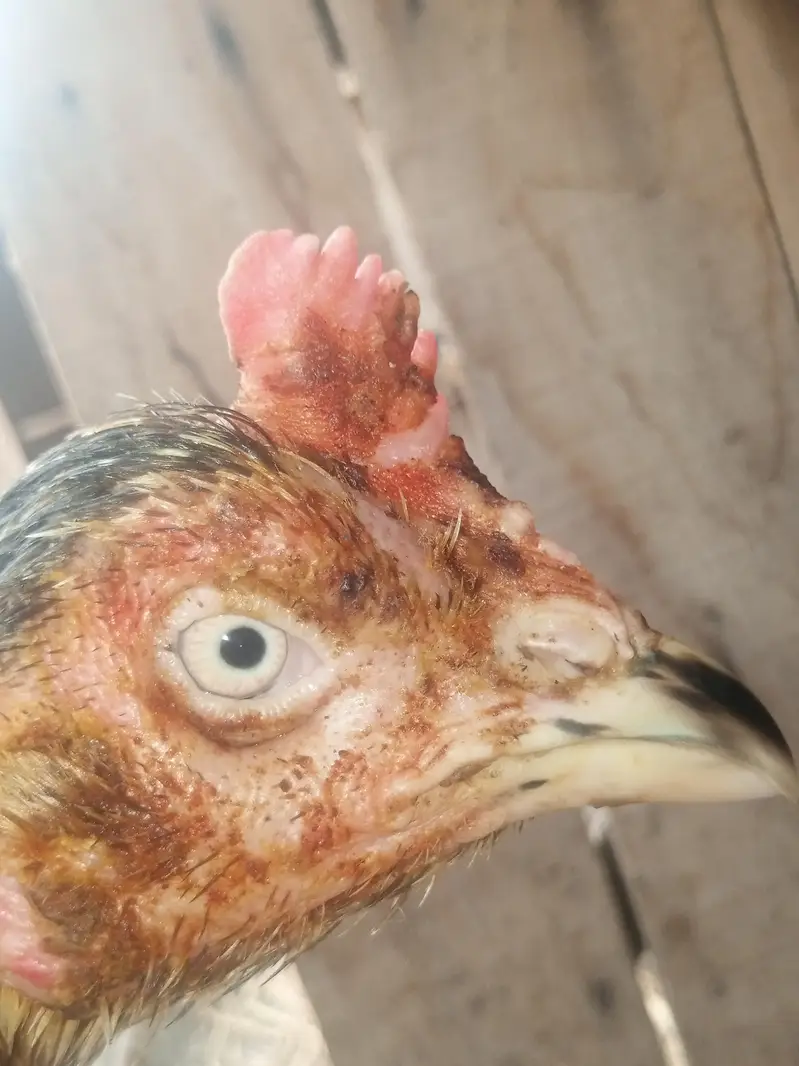 Sindhi bengum 2feet tall hen for sale — photo 2