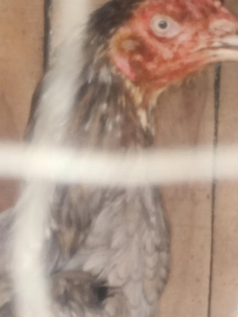 Sindhi bengum 2feet tall hen for sale — photo 3