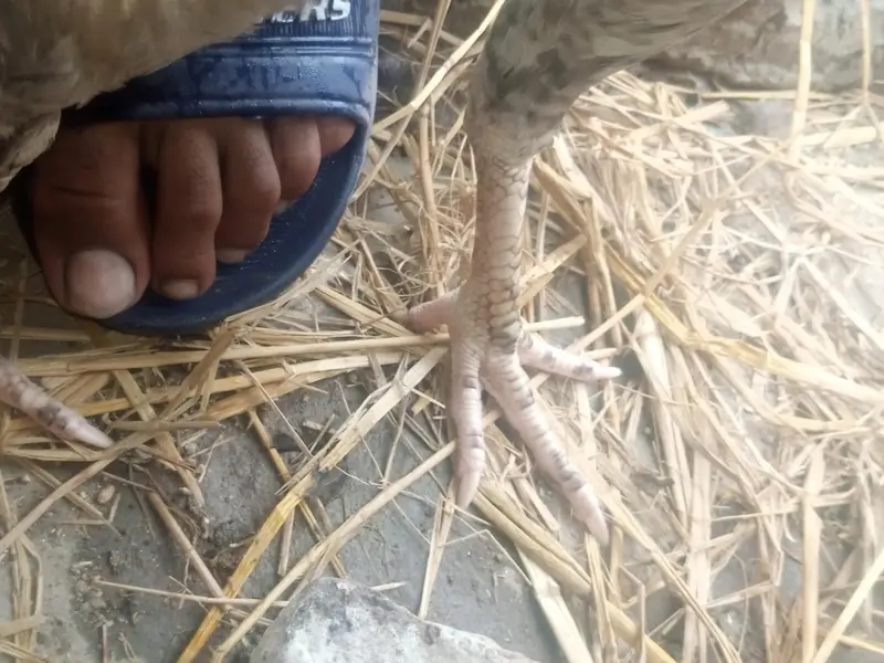 Sindhi bengum 2feet tall hen for sale — photo 4