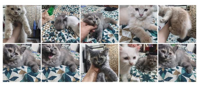 Persian cat doll face cat punch face cat fulffy face cat double coat