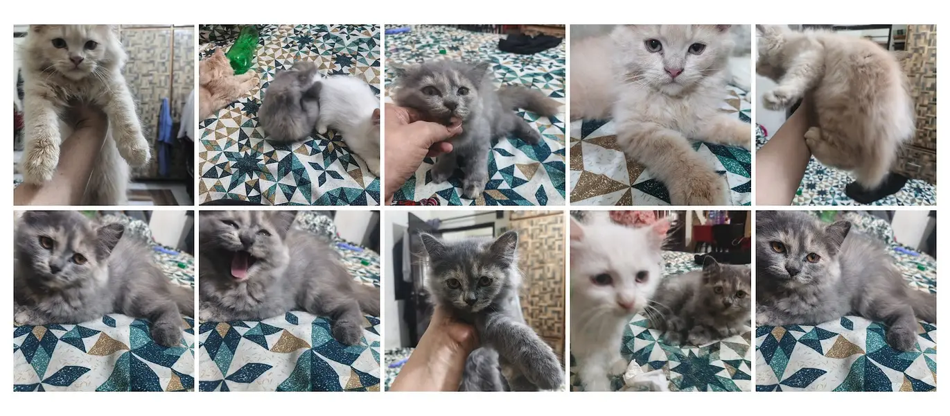 Persian cat doll face cat punch face cat fulffy face cat double coat