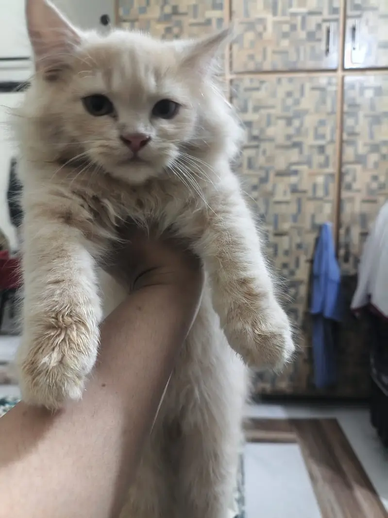 Persian cat doll face cat punch face cat fulffy face cat double coat — photo 2